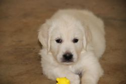 Excellent Pedigree with COI <5% ; golden retriever pups available