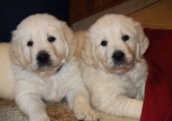Ajdgd Cute Golden Retreiver puppies for sale $500