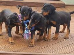 Beautiful Golden Retriever Puppies AKc Registered