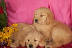 Golden Retriever puppies for adoption
