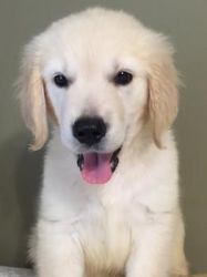 Friendly And Homes Raised Golden Retriever Puppies AKC