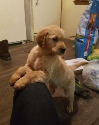 well socialized Golden Retriever Puppies For Sale