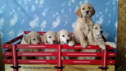 ACK Champion Bloodline Golden Retriever Puppies