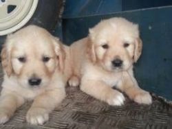 Four Gorgeous, quality AKC Golden Retriever puppies