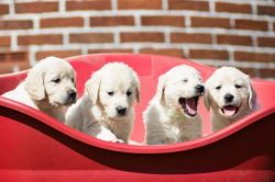 Beautiful Golden Retriever Puppies Kc Registered