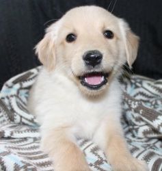 Well socialized Golden Retriever Puppies Available