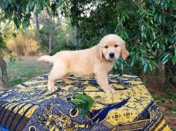 Male and female golden retriever puppies for rehoming