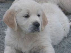Fabulous Golden Retriever X Labrador Puppies