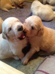 Registered Puppies Availale, Don't Search No More!