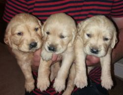 AKc Reg Golden Retriever Puppies For Sale