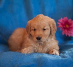 Kc Golden Retriever Puppies Health Tested ..... (xxx) xxx-xxx2