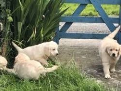 Beautiful Golden Retriever Puppies.mom And Dad AKc