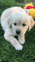 Golden Retriever Puppies Available