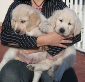 wonderful golden retriever puppies for adoption...
