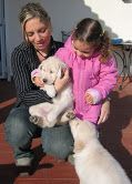 wonderful golden retriever puppy for adoption