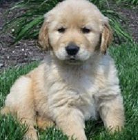 Generation Golden retriever puppies available now for sale