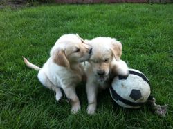 Adorable Golden Retreiver Puppies for Sale