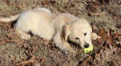 Male and female Golden Retriever Puppies
