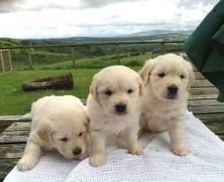 Kc. Golden Retriever Puppies For Sale (xxx) xxx-xxx0