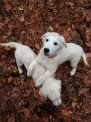 Cute 100% white Golden Retrieve Puppies For Adoption