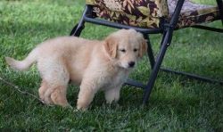 Loving Golden Retriever Puppies For Sale