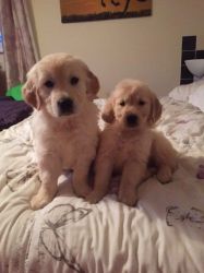 Pedigree Golden Retriever Puppies