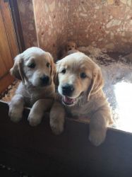 Beautiful Kc Registered Golden Retriever Puppys