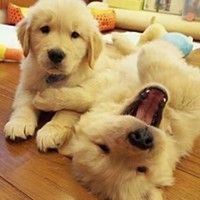 Two Well Trained Golden Retriever Puppies