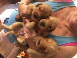 Gorgeous Golden Retriever Puppies ALL HAVE DEPOSITS as of now.