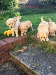 Adorable Golden retriever PUPPies