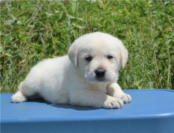 Kc Golden Retriever Puppies Health Tested Parents (xxx) xxx-xxx0