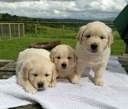 Gorgeous Golden Puppies