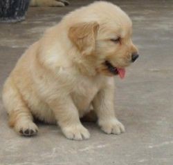 GOLDEN RETRIEVER MALE AND FEMALE PUPPIES FOR ADOPTION