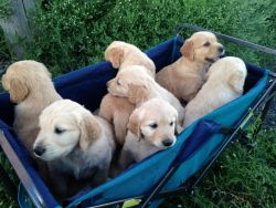 Beautiful, AKC Golden Retriever Puppies