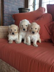 High Quality Breed Standard Golden Retriever Puppies