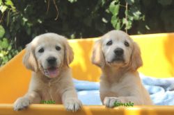 Spectacular AKC Golden Retriever puppies