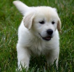 Adorable M/F Golden Retriever Pups For Sale