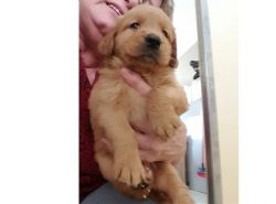 Handsome golden retriever puppy for sale