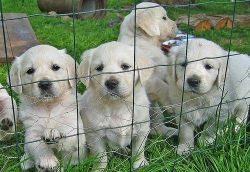 Well Trained Golden Retriever Puppies