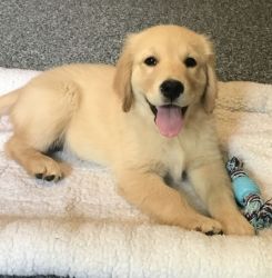 Charming Golden retriever puppies For Sale