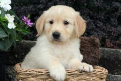 Awesome Golden Retriever puppies available