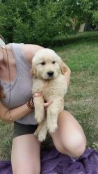 Lovable and Charming Golden Retriever- English Cream Puppies