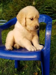 Hunter, The Golden Retriever **Available August 20th**