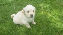 Curly Miniature Goldendoodle Puppies F1
