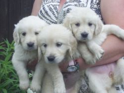 Registered Golden Retriever puppies