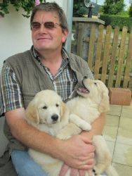 Adorable Male and Female Golden Retriever Puppies Available