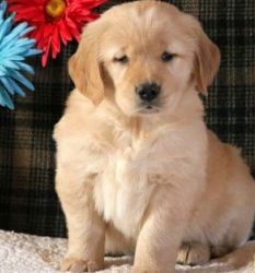 Best Golden Retriever puppies are ready for loving homes
