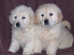 Golden Retriever X Labrador Pups (goldadors)