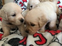 Stunning Golden Retriever Puppies Ready Now!!