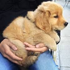 Golden Retriever Puppy For caring home.